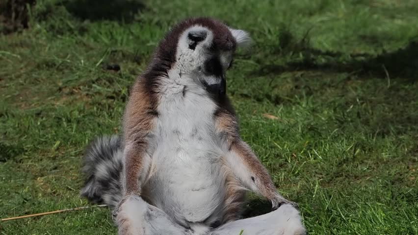 Ring-tailed lemur sitting in a funny sunbathing meditation pose. slow motion