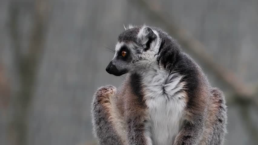 Close-up portrait of ring-tailed lemur looking to the side. slow motion