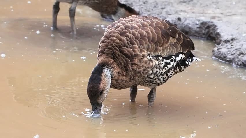 West Indian whistling duck drinking water in a muddy pond. slow motion