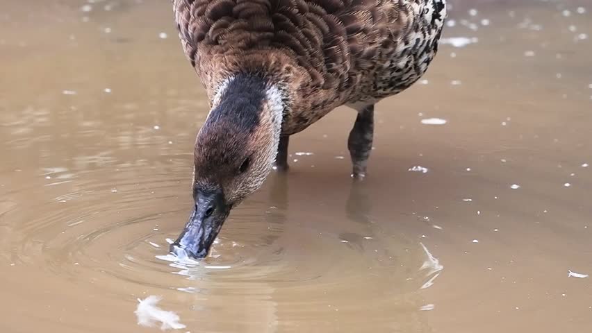 West Indian whistling duck drinking water in a muddy pond. slow motion