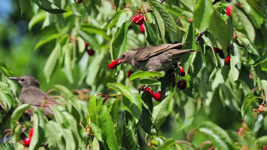 Common starling eating ripe cherries on a tree branch. slow motion