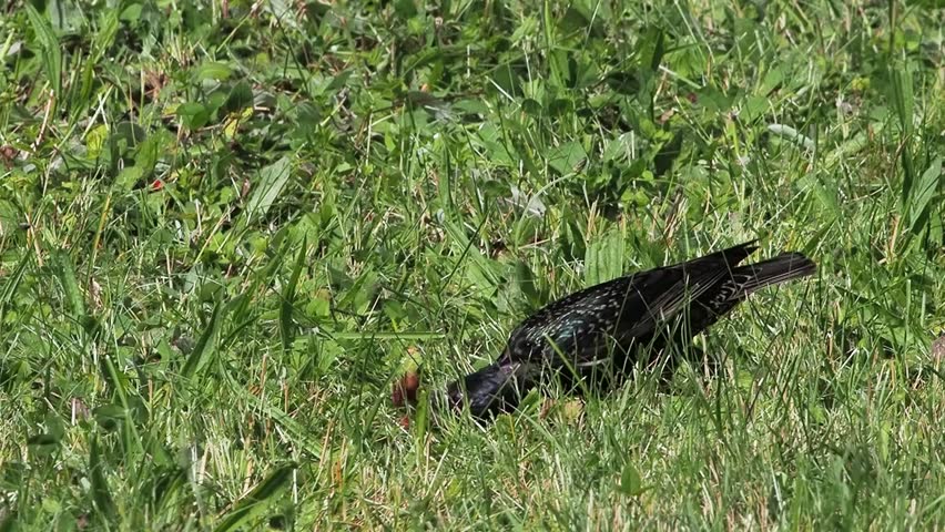 A common starling eats a cherry on green grass in the wild. slow motion