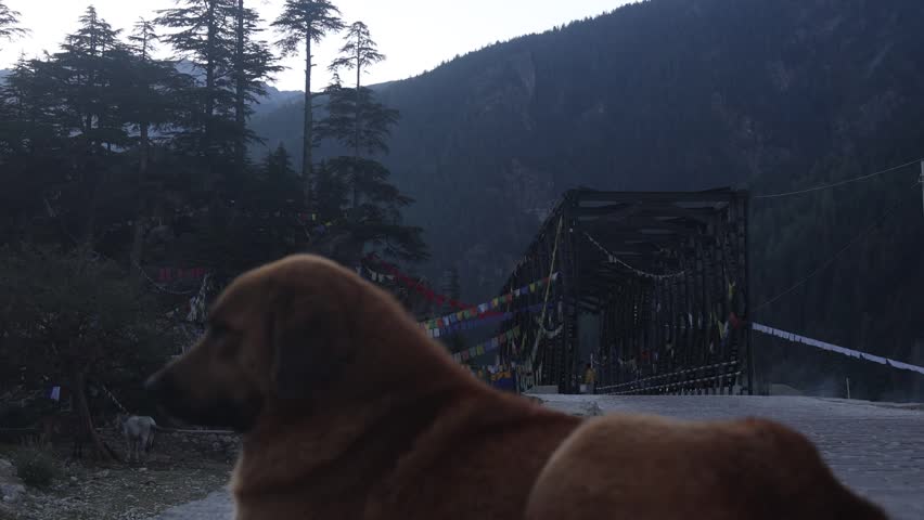 Dog resting in foreground looking at colorful Buddhist prayer flags on iron suspension bridge in Himalayan mountain valley at dusk, India