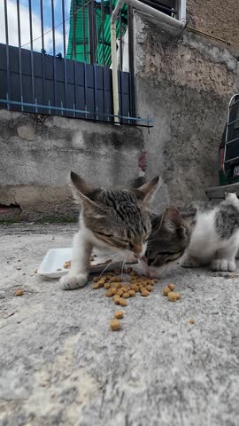 Intimate ground-level shot of a group of hungry homeless kittens and their mother eating dry food on a weathered city pavement, showing survival and vulnerability