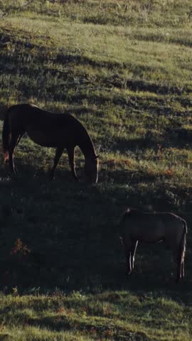 Vertical Horses Grazing on Hillside Meadow at Sunset