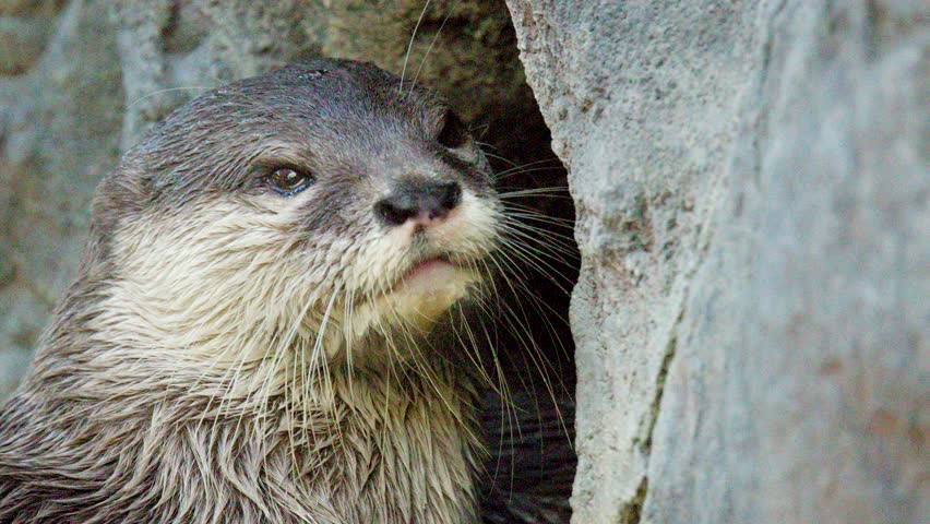 Close-up profile of an Asian small-clawed otter sniffing rocks and yawning in natural daylight