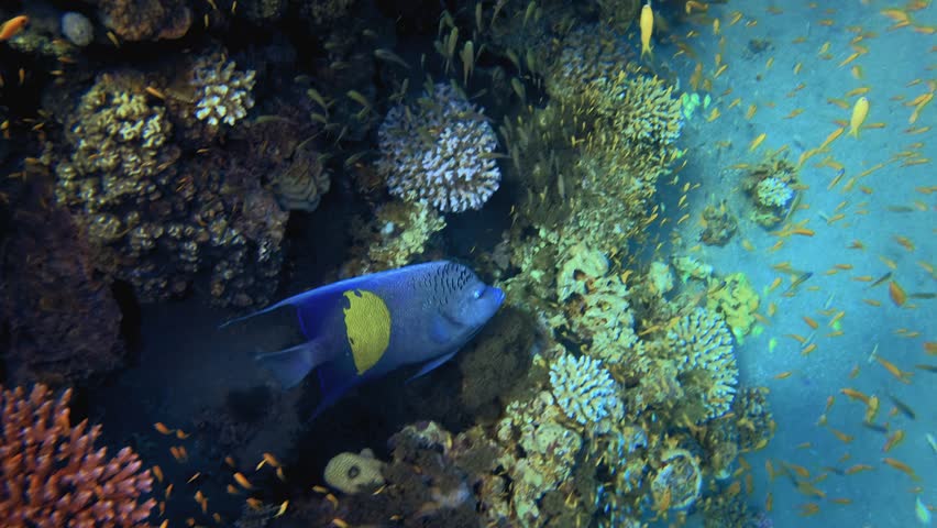 Underwater Colourful Tropical Fish. Tropical underwater sea fish. Colourful tropical coral reef. Scene reef. Marine life sea world. Underwater fish reef marine.