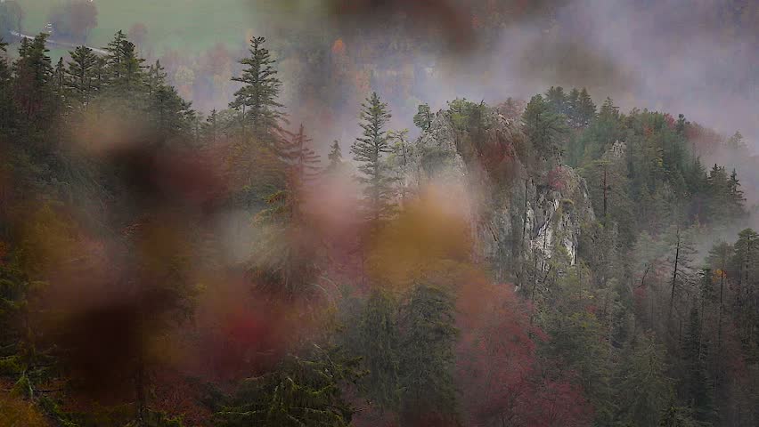 Dense green trees on a hill in a forest with red leaves on some trees and heavy fog