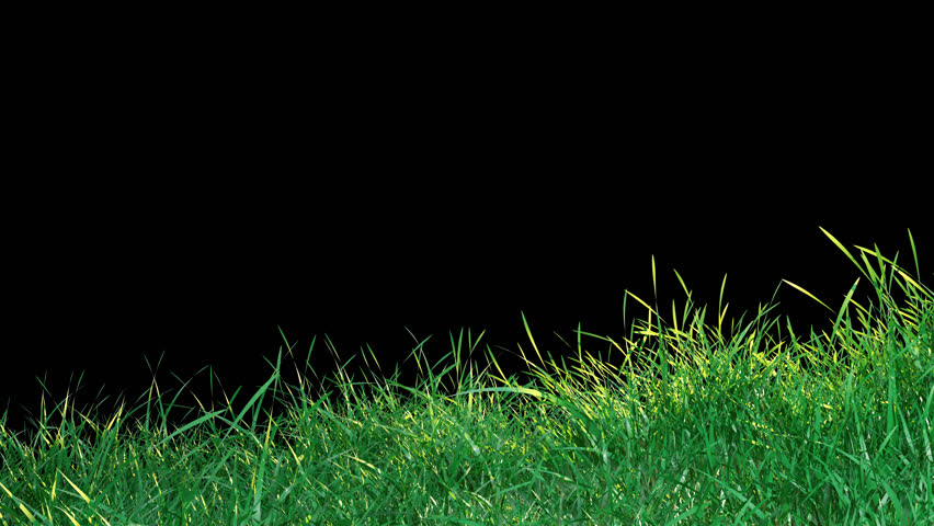 Realistic Green Grass Swing Seamless Loop Animation . 3D rendering. Natural grass blades swaying gently in the wind with a transparent alpha channel for nature themed environments.