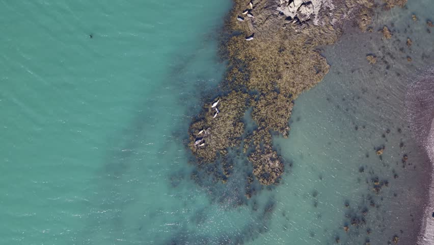 Harbor seals resting in coastal waters aerial drone view Reykjavik Iceland. Aerial drone footage of harbor seals resting and swimming in coastal waters near Reykjavik, Iceland. Wild marine mammals in natural North Atlantic habitat.
