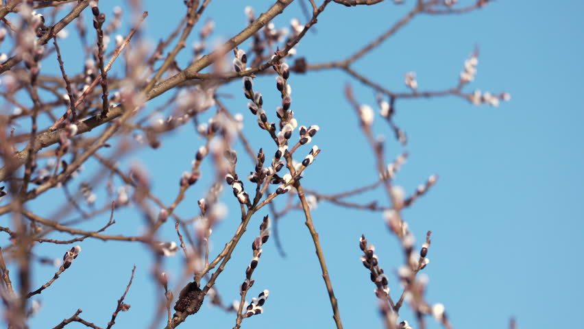 Fluffy pussy willow catkins blooming against clear blue spring sky