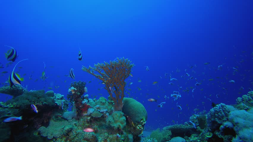 Underwater Corals Reef Fish. Tropical underwater sea fish. Colourful tropical coral reef. Scene reef. Marine life sea world. Underwater fish reef marine.