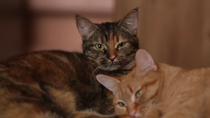 Two domestic cats, a tortoiseshell and an orange tabby, are comfortably resting side by side in a warm indoor environment