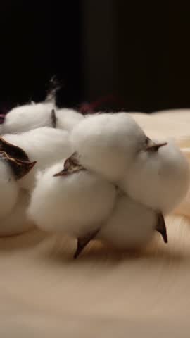 Soft natural cotton plant buds move gently in subtle motion, offering a delicate and organic feel
