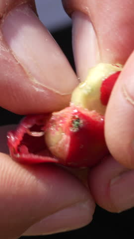 Detailed vertical video showing the peeling of fresh coffee beans in Colombia. Close-up shot captures the rich, vivid textures and hues under natural light, ideal for mobile and social media.