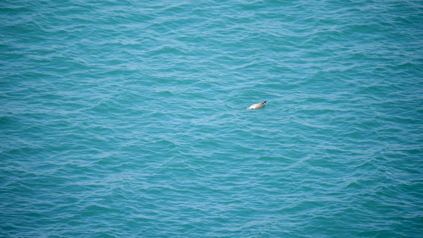 Seagull floating on blue turquoise sea water surface during sunny day