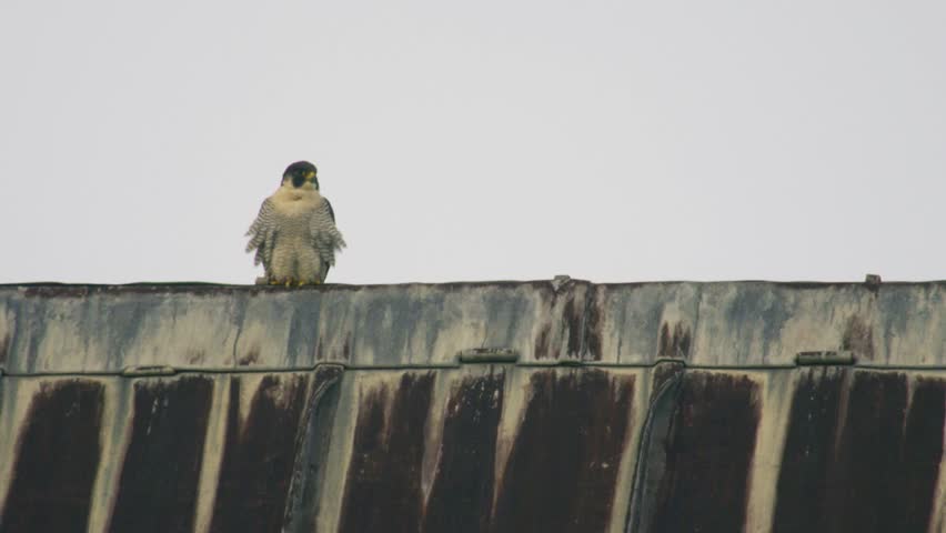 Peregrine falcon perched on rooftop ridge looking forward powerful bird of prey resting on urban building with clear sky background United Kingdom