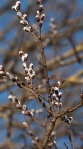 Blooming spring pussy willow catkins on branches against blue sky. Vertical