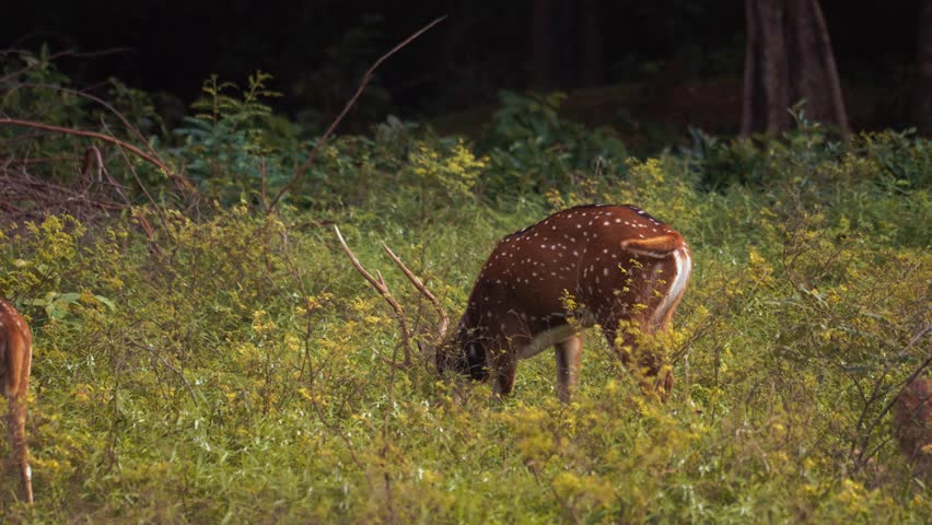 Wild Ceylon axis deer herd with white-spotted coats feeding in forest clearing, Sri Lankan lowlands