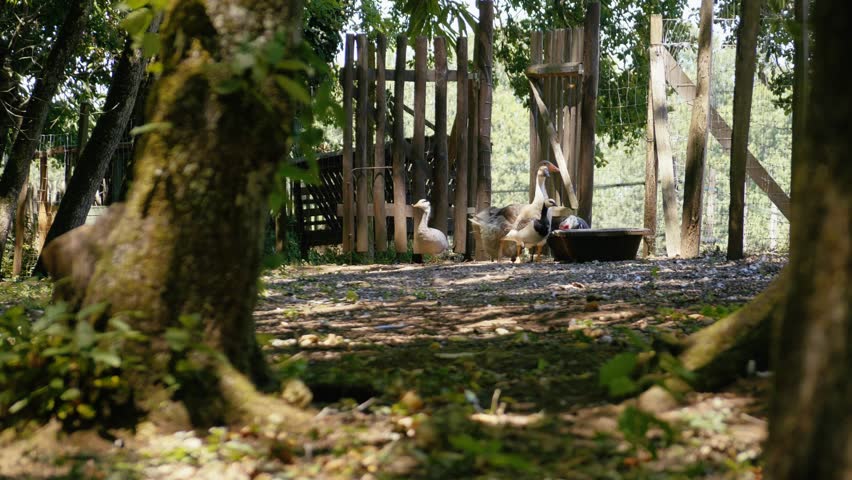 Group of geese wandering through a shaded outdoor enclosure near a wooden fence on an ecological farm. Wide shot.