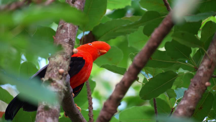 A male Andean cock-of-the-rock, rupicola peruvianus with striking plumage, perched on tree branch amidst lush green foliage, curiously looking around the surroundings, close up shot.