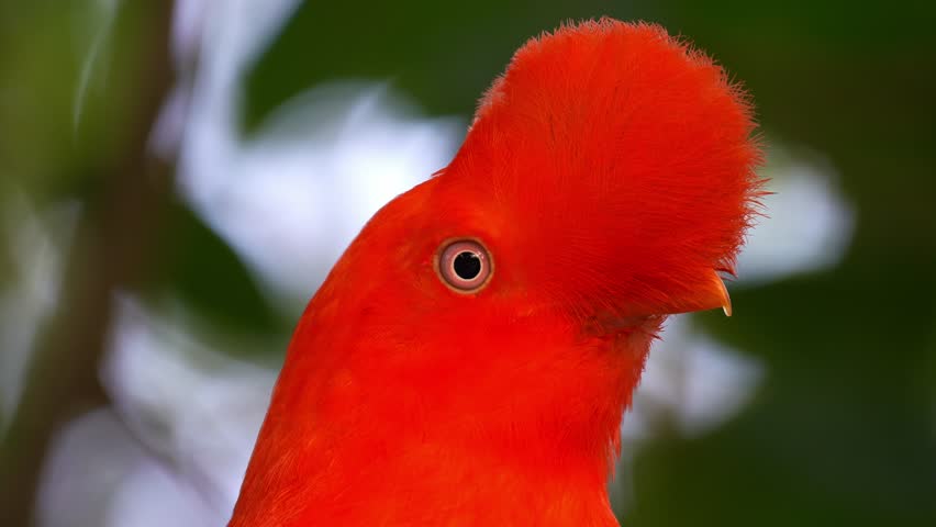 Close up portrait shot of a male Andean cock-of-the-rock (Rupicola peruvianus) with striking plumage, looking around the surroundings.