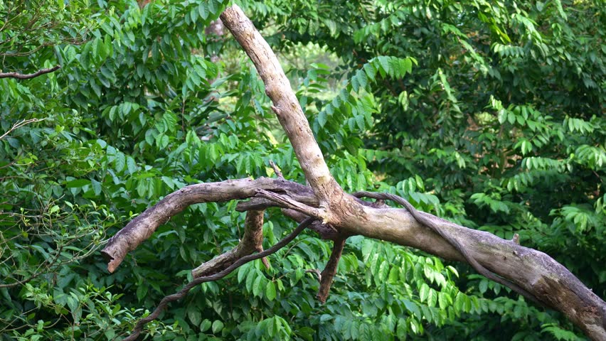 A Red ruffed lemur (Varecia rubra) leaps agilely from one tree to another, close up shot.
