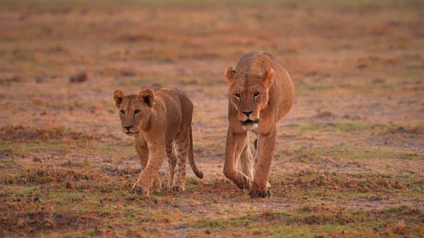 Lioness and Young Cub Crossing the African Plains
