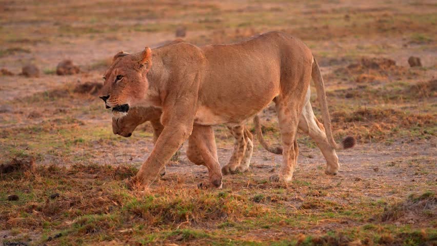 Wild Africa | Lioness Walking Beside Her Cub