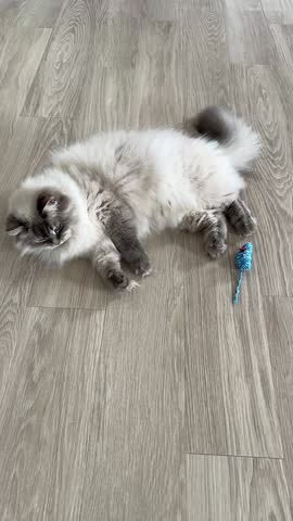 A cat plays with a toy blue mouse in a house interior on a light wood-look linoleum floor. Playful domestic cat.