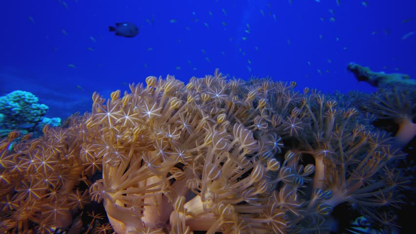 Underwater Soft Coral Reef. Tropical underwater sea fish. Colourful tropical coral reef. Scene reef. Marine life sea world. Underwater fish reef marine