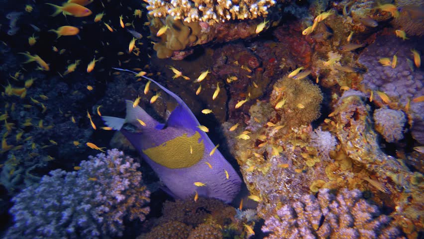 Underwater Tropical Arabian Angelfish. Tropical underwater sea fish. Colourful tropical coral reef. Scene reef. Marine life sea world. Underwater fish reef marine