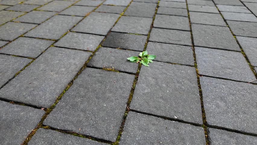 Close up on a weed on the paving stones driveway in front of the house