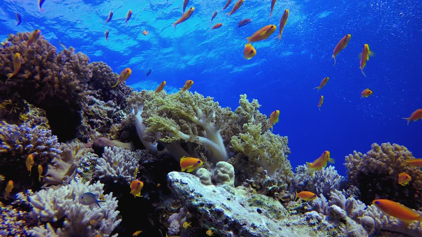 Underwater Tropical Reef Soft Corals. Tropical underwater sea fish. Colourful tropical coral reef. Scene reef. Marine life sea world. Underwater fish reef marine