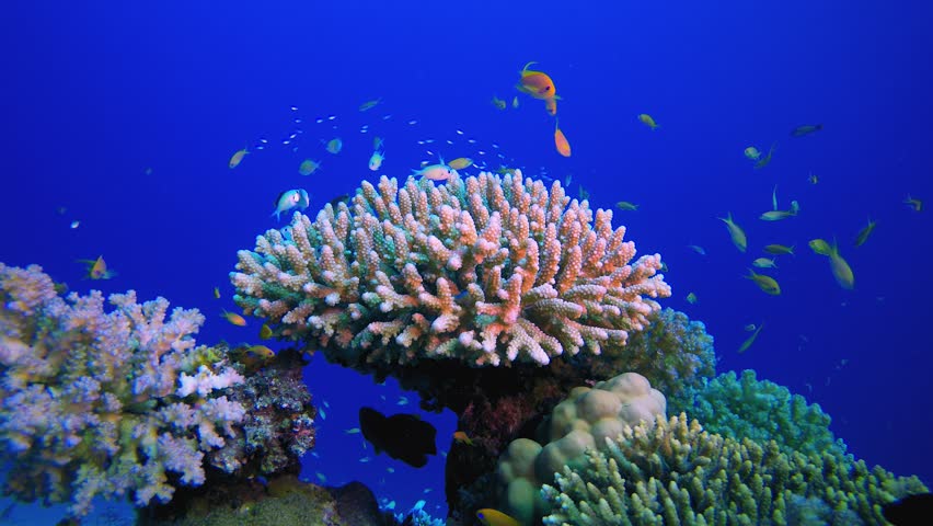 Underwater Tropical Sea Colourful Fish. Tropical underwater sea fish. Colourful tropical coral reef. Scene reef. Marine life sea world. Underwater fish reef marine