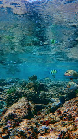 Vertical shot of striped sergeant major fish and various tropical species active around a sunlit coral reef. The shot showcases the clarity of the coastal waters and the diverse textures of the underwater rocky environment.