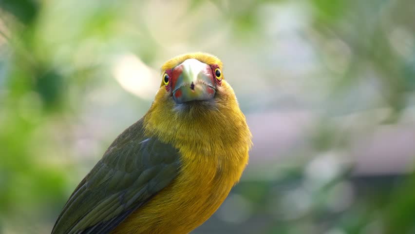 A Saffron toucanet (Pteroglossus bailloni) curiously looks around the surroundings, close-up portrait of this exotic bird against a forest bokeh background.