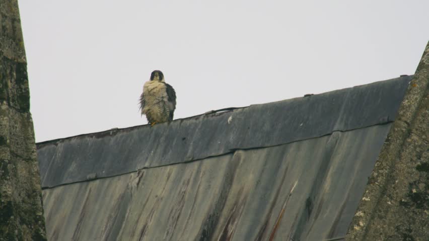 Peregrine falcon shaking feathers while perched on rooftop ridge powerful bird of prey displaying natural behaviour on urban building United Kingdom