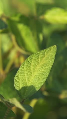 Green leaves of soybeans growing on the field. Soybean growing, vegetables, plants, bio care