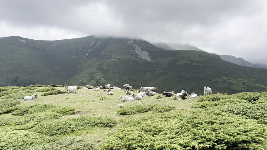 Cows Grazing on Green Meadow – Peaceful Rural Farm Landscape Nature Footage