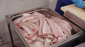Close-up of fresh raw fish fillets being placed in a metal container at a factory - Powered by Shutterstock - Get 15% off with code: PIKWIZARD15