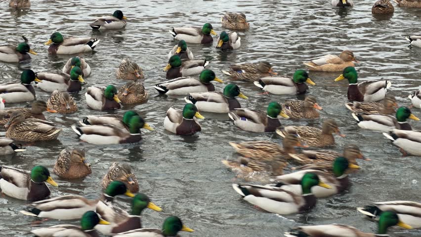 Many ducks swimming calmly in a clear pond water. Large flock of wild mallard birds migrating on lake surface. Wildlife behavior at the park in natural habitat.