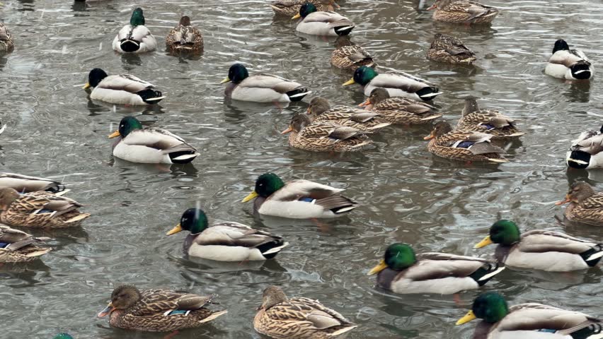 Many ducks swimming calmly in a clear pond water. Large flock of wild mallard birds migrating on lake surface. Wildlife behavior at the park in natural habitat.