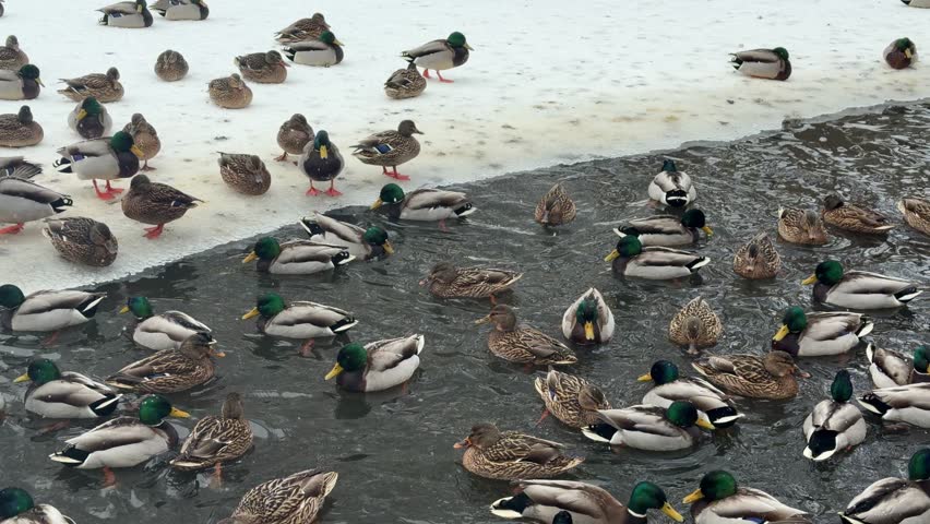 Many mallard ducks swimming in dark water of pond in city park during winter. Group of wild bird migrating and feeding near snowy bank in cold cloudy weather.