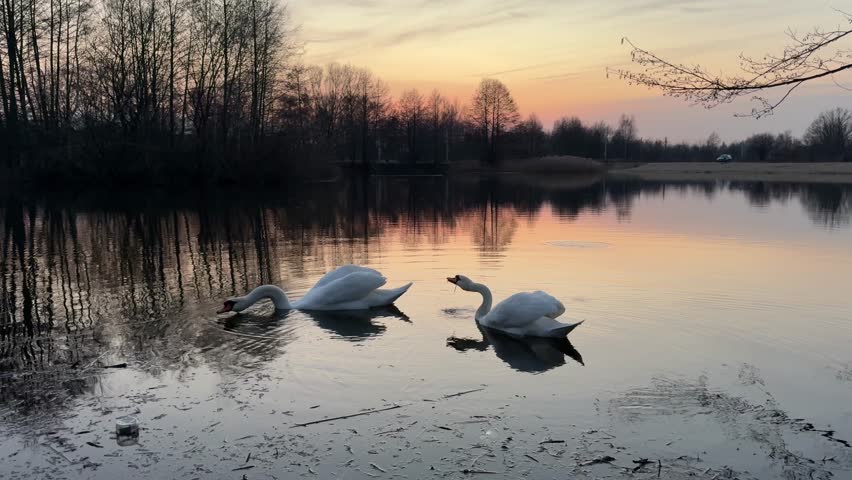 Elegant white mute swans gliding gracefully on a calm lake surface during a vibrant golden hour sunset. Their reflections ripple softly in the water, which mirrors the orange, pink, and purple hues of the dusk sky. Distant dark forest trees and dry reeds create a serene, tranquil backdrop, capturing the peaceful beauty of wildlife in its natural habitat at dusk