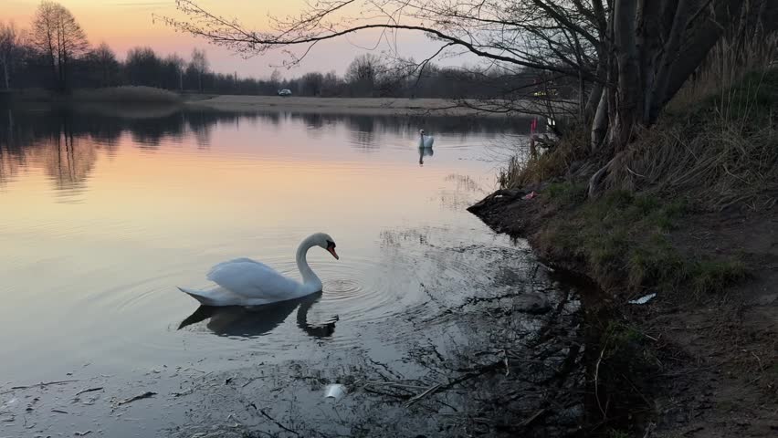 Elegant white mute swans gliding gracefully on a calm lake surface during a vibrant golden hour sunset. Their reflections ripple softly in the water, which mirrors the orange, pink, and purple hues of the dusk sky. Distant dark forest trees and dry reeds create a serene, tranquil backdrop, capturing the peaceful beauty of wildlife in its natural habitat at dusk