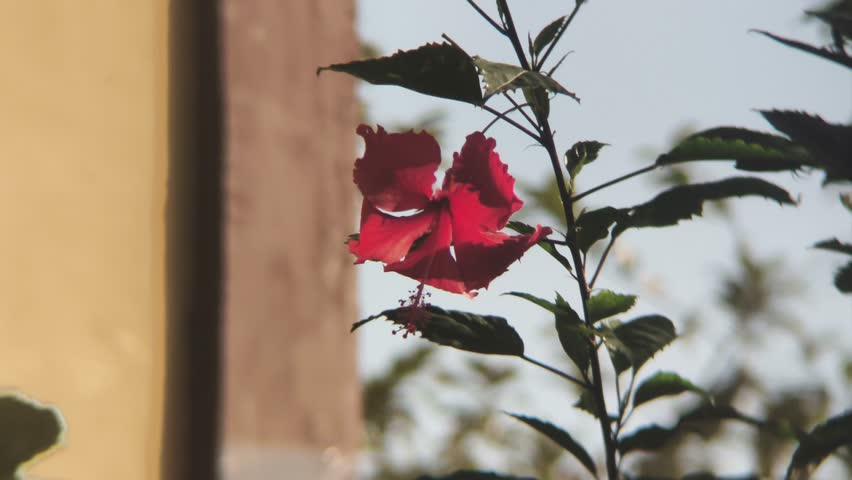 Red Hibiscus Flower Swaying in Soft Morning Light