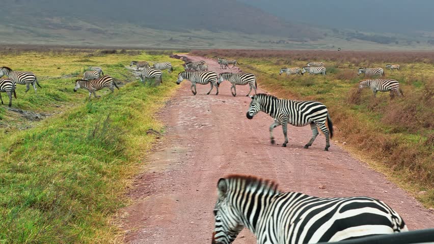A large herd of zebra crosses a dirt road and grazes peacefully across the vast savannah plains of Ngorongoro Crater, Tanzania, capturing the beauty of African wildlife and natural grassland habitat.