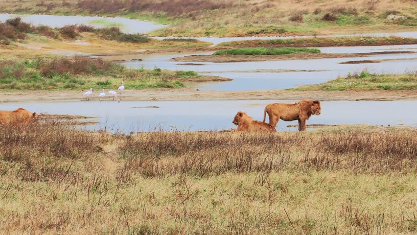 Male and female lions rest together along a watering hole beneath scorching sun on the vast savannah plains of Ngorongoro Crater, Tanzania, capturing powerful African wildlife in its natural habitat.