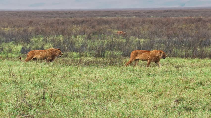 Male lions prowl the Ngorongoro Crater plains as a hyena trails them from the thick tall grass, shadowing his path in hopes of a meal—capturing tense predator rivalry in Tanzania’s wild savannah.